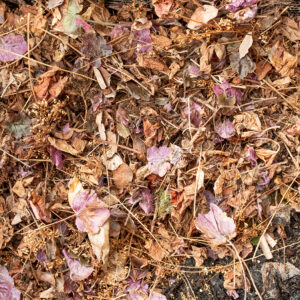 compost photo by LS Miller