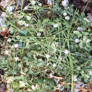 compost photo by LS Miller