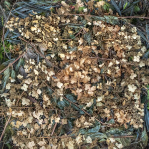 compost photo by LS Miller