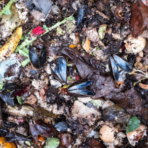 compost photo by LS Miller