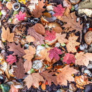 compost photo by LS Miller